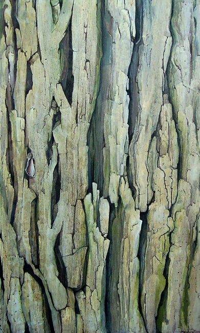 Walnut, Swallow Prominent